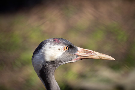 grey crane, the head of a gray crane