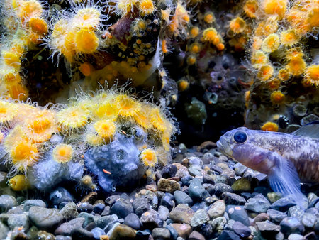 Actinia on the Ocean Floor. Close-up of a marine fish
