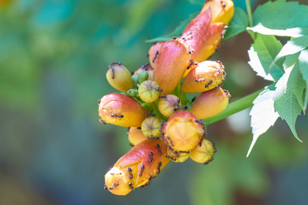 The flowers of Honeysuckle Capensis, or Tecoma capensis, a species of Trumpet bush in the ant gardenの写真素材