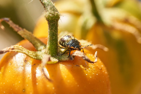 Home vegetable gardening organic tomato with bug pest. Bug walking on the green tomato.の写真素材