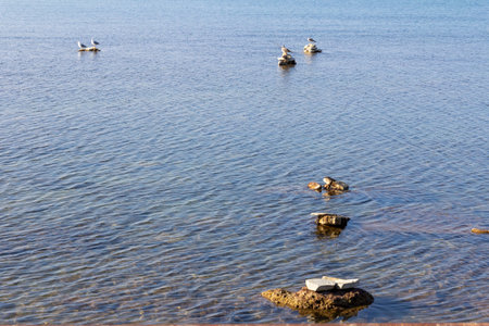 Birds sit on the rocks jutting out above the seaの写真素材