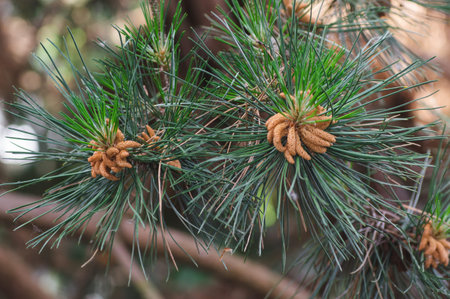 Pine branches with young cones in close-up. Nature and ecology concept.