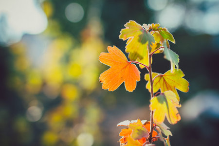 Yellow leaves on a branch in close-up with a blurred background.