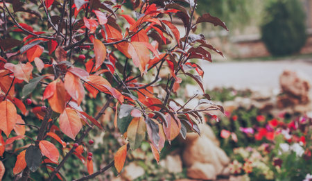 Close-up of bushes with red leaves in the park.