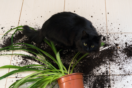 Black cat dropped and broke flower pot with green plant on the kitchen floor with dirt all over tiles. Concept of damage from petsの写真素材