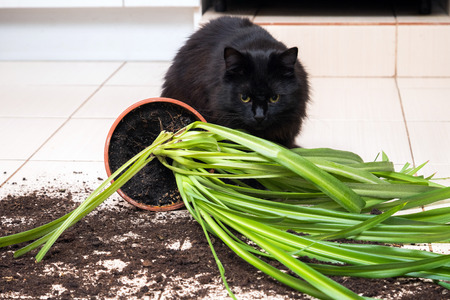Black cat dropped and broke flower pot with green plant on the kitchen floor with dirt all over tiles. Concept of damage from petsの写真素材