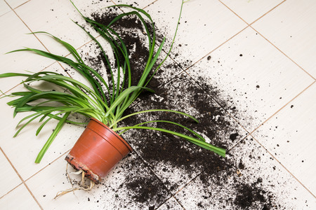 Broken flower pot with green plants lies on the kitchen floor with dirt all overの写真素材