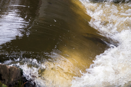 Atlantic salmon leaping rapids to find nesting place. Fish swimming in river upstream to breedの写真素材