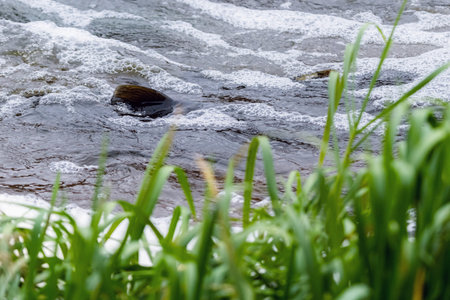 Atlantic salmon leaping rapids to find nesting place. Fish swimming in river upstream to breed