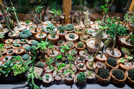 Big variety of cactuses on the table from aboveの写真素材