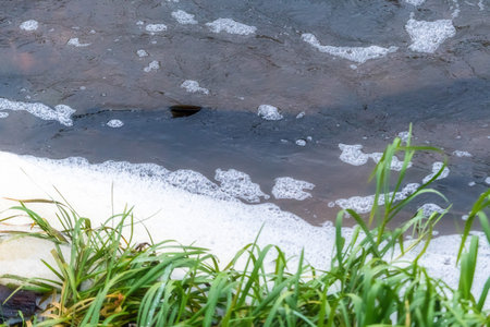 Atlantic salmon leaping rapids to find nesting place. Fish swimming in river upstream to breed