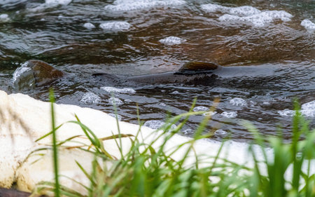 Atlantic salmon leaping rapids to find nesting place. Fish swimming in river upstream to breed
