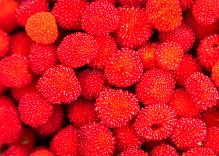 Rubus illecebrosus. Closeup of red balloon berry or strawberry raspberry is a red-fruited species of...