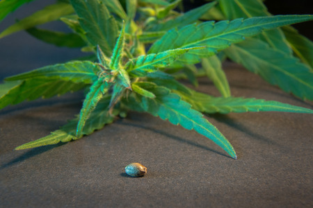 Macro photos of marijuana plant with leaves and seed on the side before harvesting. The cannabis plant close up view. Plant of marijuana medical use with a high content of CBDの写真素材