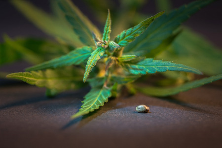 Macro photos of marijuana plant with leaves and seed on the side before harvesting. The cannabis plant close up view. Plant of marijuana medical use with a high content of CBDの写真素材
