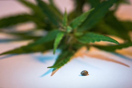 Macro photos of marijuana plant with leaves and seed on the side before harvesting. The cannabis plant close up view. Plant of marijuana medical use with a high content of CBDの写真素材