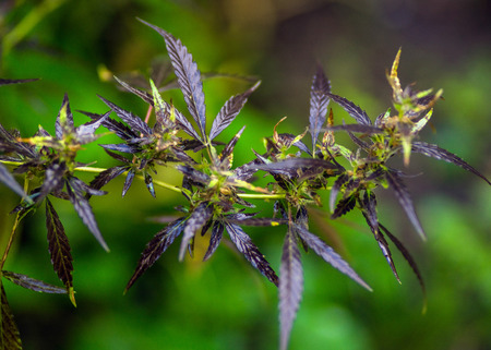 Macro photos of marijuana plant with leaves before harvesting. The cannabis plant close up view. Plant of marijuana medical use with a high content of CBDの写真素材