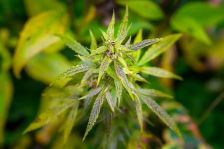 Macro photos of marijuana plant with leaves before harvesting. The cannabis plant close up view. Plant of marijuana medical use with a high content of CBDの写真素材