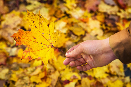 Young man holding yellow maple leaf against a background of autumn foliage backgroundの写真素材