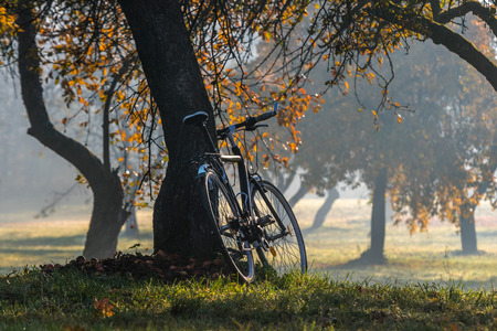 Vintage bicycle parked under apple tree on a foggy autumn morningの写真素材