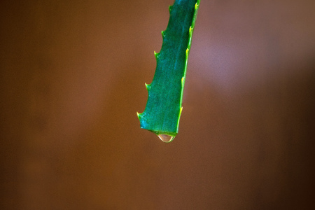 Fresh aloe vera juice drop isolated on dark background with space for your textの写真素材