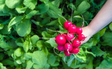 Freshly harvested home grown radish. Growing organic vegetables. Urban farming