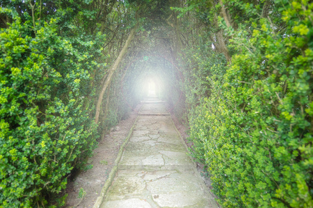 Light at the end of the tunnel. Green natural tunnel of trees with light at the endの写真素材