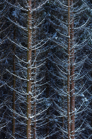 Snow on spruce tree branches in the woods on a grey and cold winter dayの写真素材