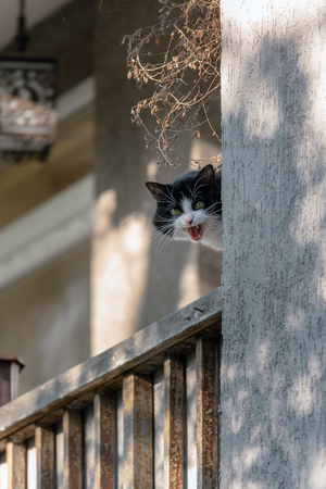 Funny evil black and white cat meowing in the balconyの写真素材