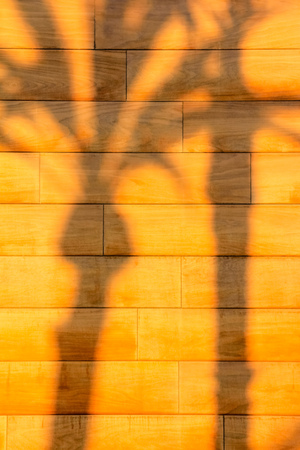 Silhouette shadow of palm trees on the wall at sunsetの写真素材