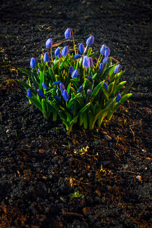 Hepatica flowers in the soil on dark backgroundの写真素材