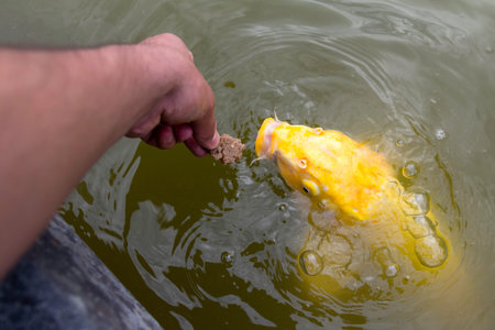 Feeding carp by hand