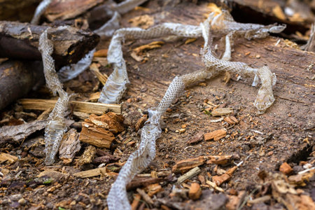 snake slough on wooden background, snake skin
