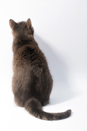 Domestic cat isolated on white background. Clipping path, copy space for textの写真素材