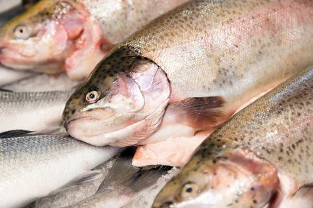 Fresh water trout for sale at fish market. Salmon meat is full of omega 3 vitamins and is healthy