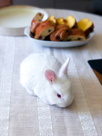 Top view of white Easter bunny on the table. Cute little rabbit on white table clothの写真素材