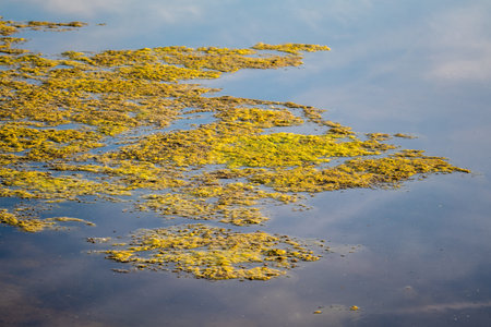Slimy, green floating water algae on the pond surface. Green weeds growing on water surface,...