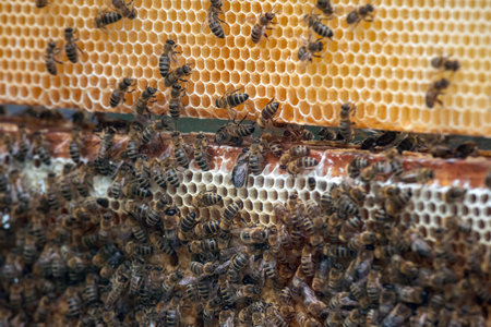 Thousands of bees on honeycombs with honey. Bees collecting nectar and putting into hexagonal cells...