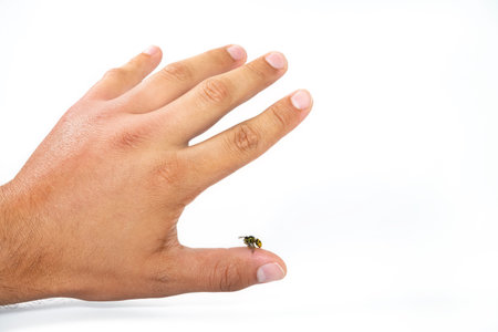 Close up view of bee sting mans finger isolated on white background. Wasp on human finger, most...