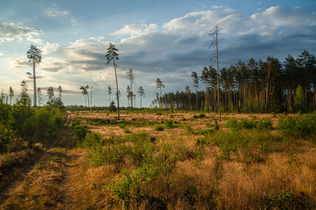 Area of deforestation of vegetation in the pine forest. Vast empty fields by the forest. Concept of...
