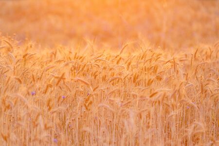 Ripe wheat field at sunset lit by golden sun rays. Wheat farm ready to be harvested. Agricultural background, copy space for textの写真素材