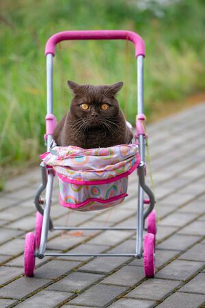 British Shorthair cat laying in colourful baby stroller outdoors. Playful domestic cat sitting in a trolley outsideの写真素材