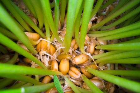 Growing edible grass at home. Green sprouts coming out of seeds in white pot, bio food, healthy eating lifestyleの写真素材