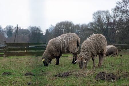 Fluffy sheep grazing and grassing on the farm land. Flock of sheep eating grass outdoorの写真素材