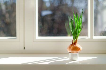 Onion growing on a window sill at home. Organic home grown vegetable in a potの写真素材