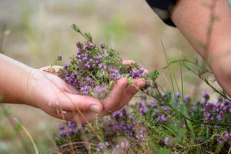 Collecting wild thyme flowers outdoors. Blooming thymus vulgaris pink plant flowers are used for tea and as a rural medicine. Female holding wild flowers in handの写真素材