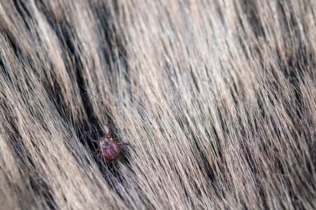 Close up of American dog tick crawling animal fur. These arachnids a most active in spring and can be careers of Lyme disease or encephalitis. Nobodyの写真素材