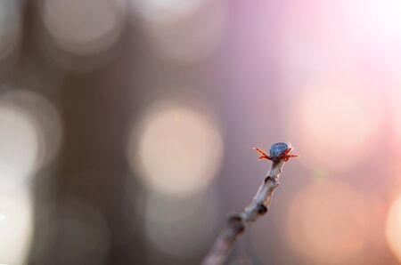 Close up of American dog tick crawling on the grass stem in nature. These arachnids a most active in spring and can be careers of Lyme disease or encephalitisの写真素材