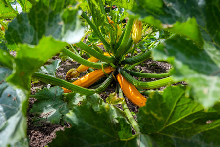 Yellow zucchini growing on the farmland ready to be harvested. Fresh organic vegetable surrounded by green leafs on a sunny dayの写真素材