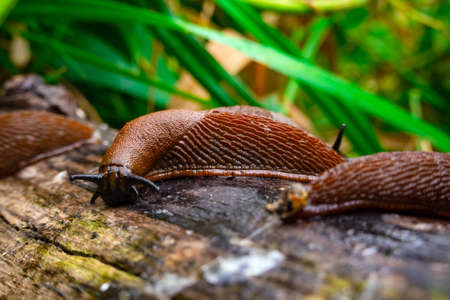 Close up view of common brown Spanish slug on wooden log outside. Big slimy brown snail slugs crawling in the gardenの写真素材